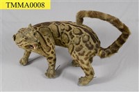 Formosan Clouded Leopard Collection Image, Figure 8, Total 29 Figures